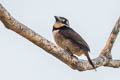 Chestnut-capped Puffbird Bucco macrodactylus