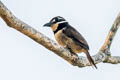 Chestnut-capped Puffbird Bucco macrodactylus