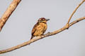 Chestnut-capped Puffbird Bucco macrodactylus