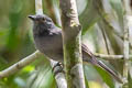 Chestnut-capped Piha Lipaugus weberi