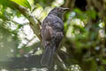 Chestnut-capped Piha Lipaugus weberi