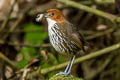 Chestnut-crowned Antpitta Grallaria ruficapilla ruficapilla