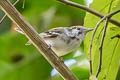 Chestnut-sided Warbler Setophaga pensylvanica