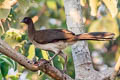 Chestnut-winged Chachalaca Ortalis garrula