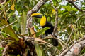 Choco Toucan Ramphastos brevis