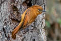 Cinnamon Flycatcher Pyrrhomyias cinnamomeus assimilis