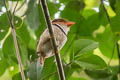 Collared Puffbird Bucco capensis