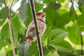 Collared Puffbird Bucco capensis