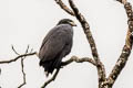 Common Black Hawk Buteogallus anthracinus subtilis (Crab Hawk)