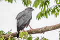 Crane Hawk Geranospiza caerulescens caerulescens