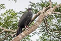 Crested Guan Penelope purpurascens aequatorialis