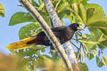 Crested Oropendola Psarocolius decumanus decumanus