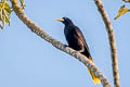 Crested Oropendola Psarocolius decumanus decumanus