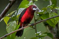 Crimson-backed Tanager Ramphocelus dimidiatus molochinus