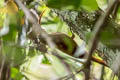 Curve-billed Scythebill Campylorhamphus procurvoides gyldenstolpei