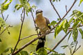 Dark-billed Cuckoo Coccyzus melacoryphus