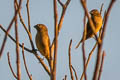 Dull-coloured Grassquit Tiaris obscurus haplochroma