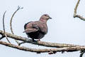 Dusky Pigeon Patagioenas goodsoni