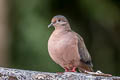 Eared Dove Zenaida auriculata antioquiae 