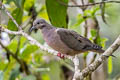 Eared Dove Zenaida auriculata caucae