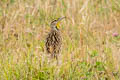 Eastern Meadowlark Sturnella magna praticola