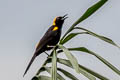 Moriche Oriole Icterus cayanensis chrysocephalus