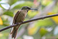 Fawn-breasted Brilliant Heliodoxa rubinoides aequatorialis 