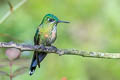 Fawn-breasted Brilliant Heliodoxa rubinoides aequatorialis 