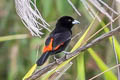 Flame-rumped Tanager Ramphocelus flammigerus