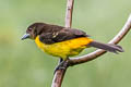 Flame-rumped Tanager Ramphocelus flammigerus x icteronotus