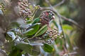 Flame-winged Parakeet Pyrrhura calliptera