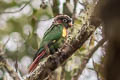 Flame-winged Parakeet Pyrrhura calliptera