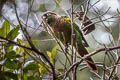 Flame-winged Parakeet Pyrrhura calliptera