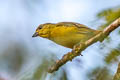 Fulvous-vented Euphonia Euphonia fulvicrissa fulvicrissa