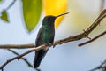 Glittering-throated Emerald Chionomesa fimbriata apicalis