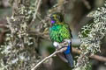 Glowing Puffleg Eriocnemis vestita vestita