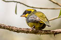 Gold-ringed Tanager Bangsia Bangsia aureocincta