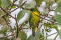 Golden-breasted Fruiteater Pipreola aureopectus decora