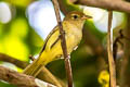 Golden-fronted Greenlet Pachysylvia aurantiifrons aurantiifrons