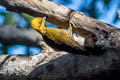 Golden-green Woodpecker Piculus chrysochloros xanthochlorus