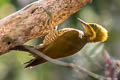 Golden-green Woodpecker Piculus chrysochloros xanthochlorus