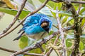 Golden-naped Tanager Chalcothraupis ruficervix ruficervix