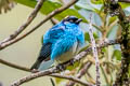 Golden-naped Tanager Chalcothraupis ruficervix ruficervix