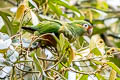 Golden-plumed Parakeet Leptosittaca branickii