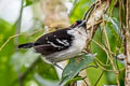 Great Antshrike Taraba major semifasciatus 