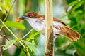 Great Antshrike Taraba major semifasciatus 