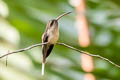 Great-billed Hermit Phaethornis malaris insolitus