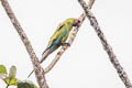 Great Green Macaw Ara ambiguus ambiguus