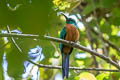 Great Jacamar Jacamerops aureus penardi