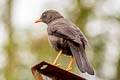 Great Thrush Turdus fuscater quindio